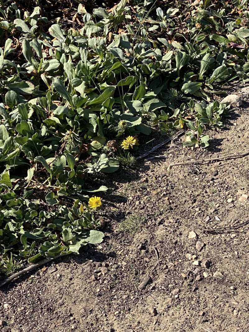 Grindelia stricta var. platyphylla photo 6