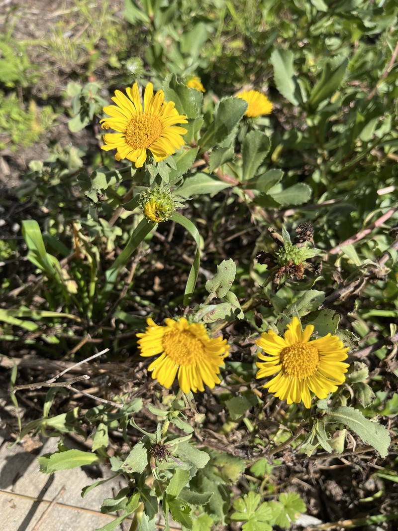 Grindelia stricta var. platyphylla photo 8