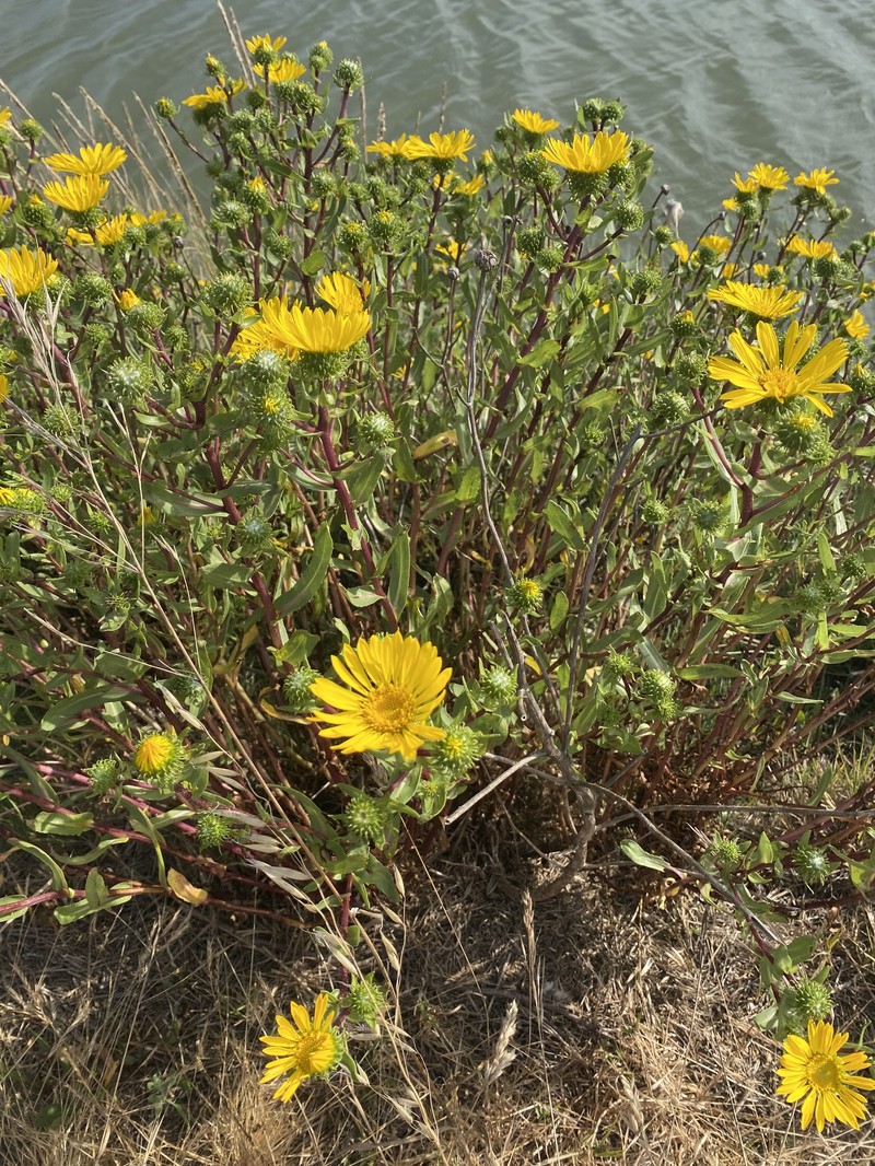 Grindelia stricta var. stricta
