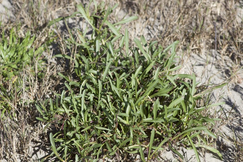 Grindelia stricta var. stricta photo 2