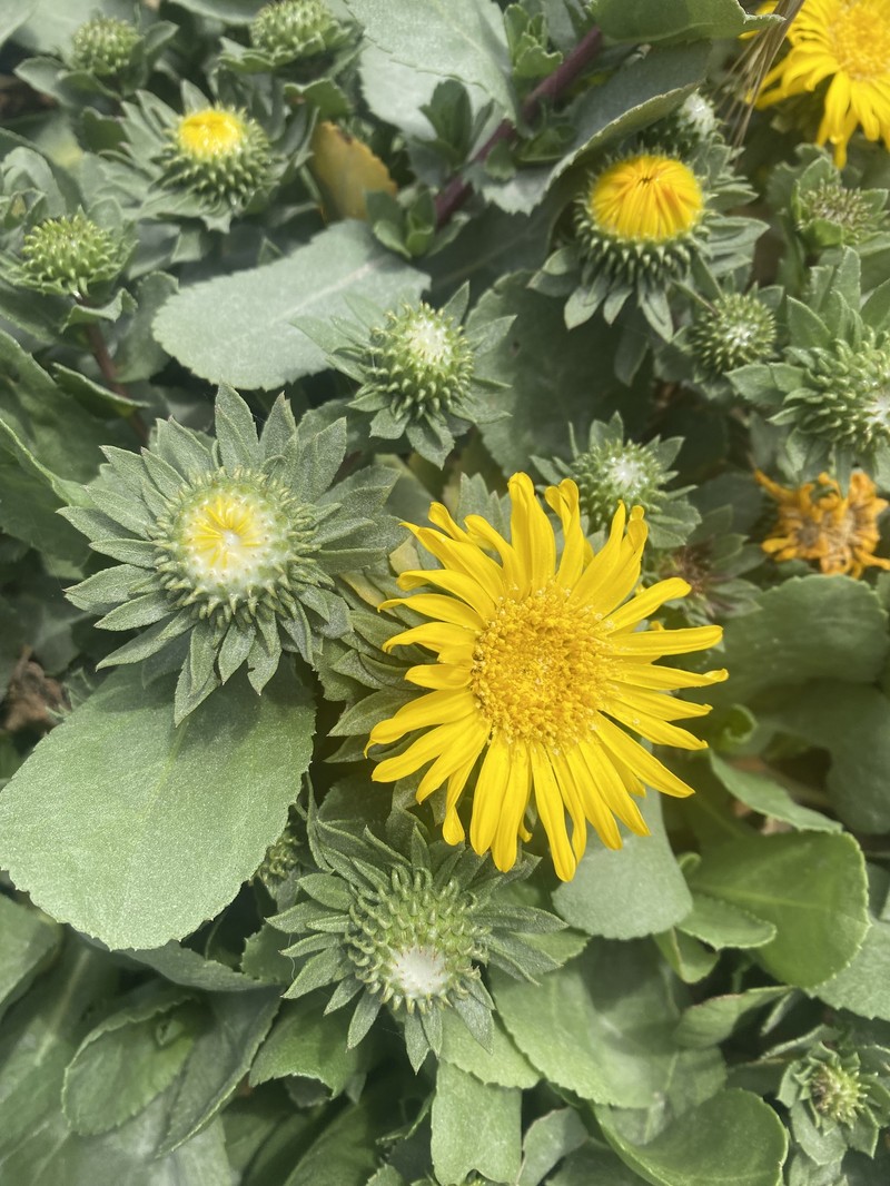 Grindelia stricta var. stricta photo 3
