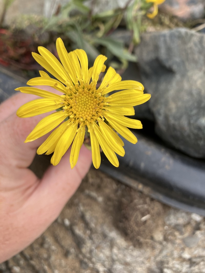 Grindelia stricta var. stricta photo 4