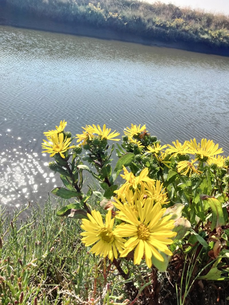 Grindelia stricta var. stricta photo 5