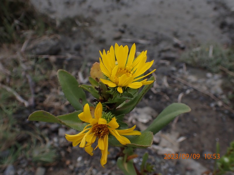 Grindelia stricta var. stricta photo 6
