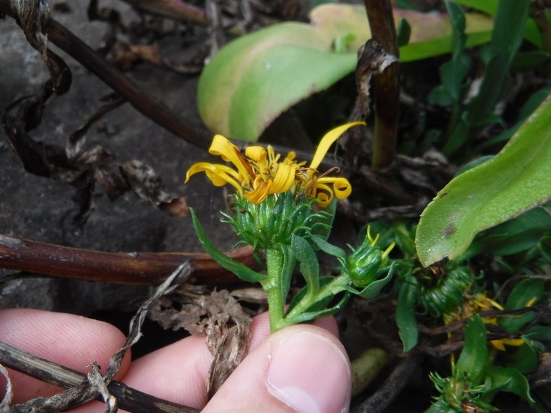 Grindelia stricta var. stricta photo 8
