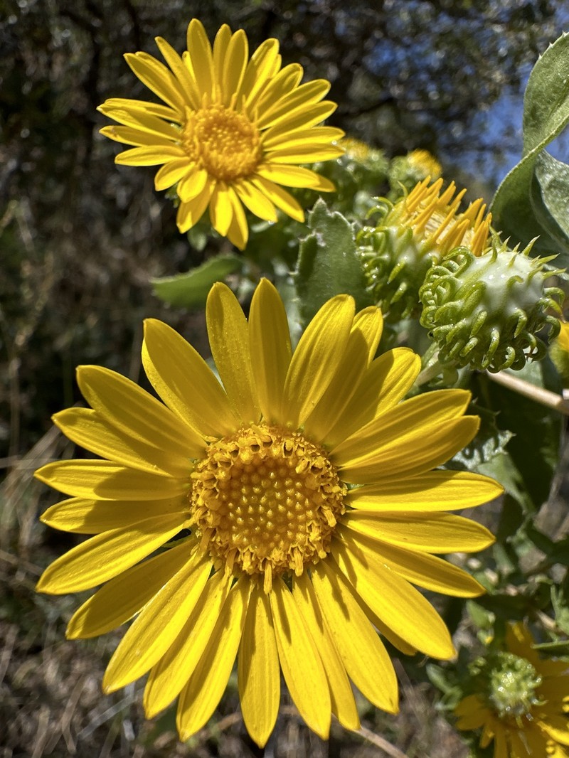 Subalpine Gumweed