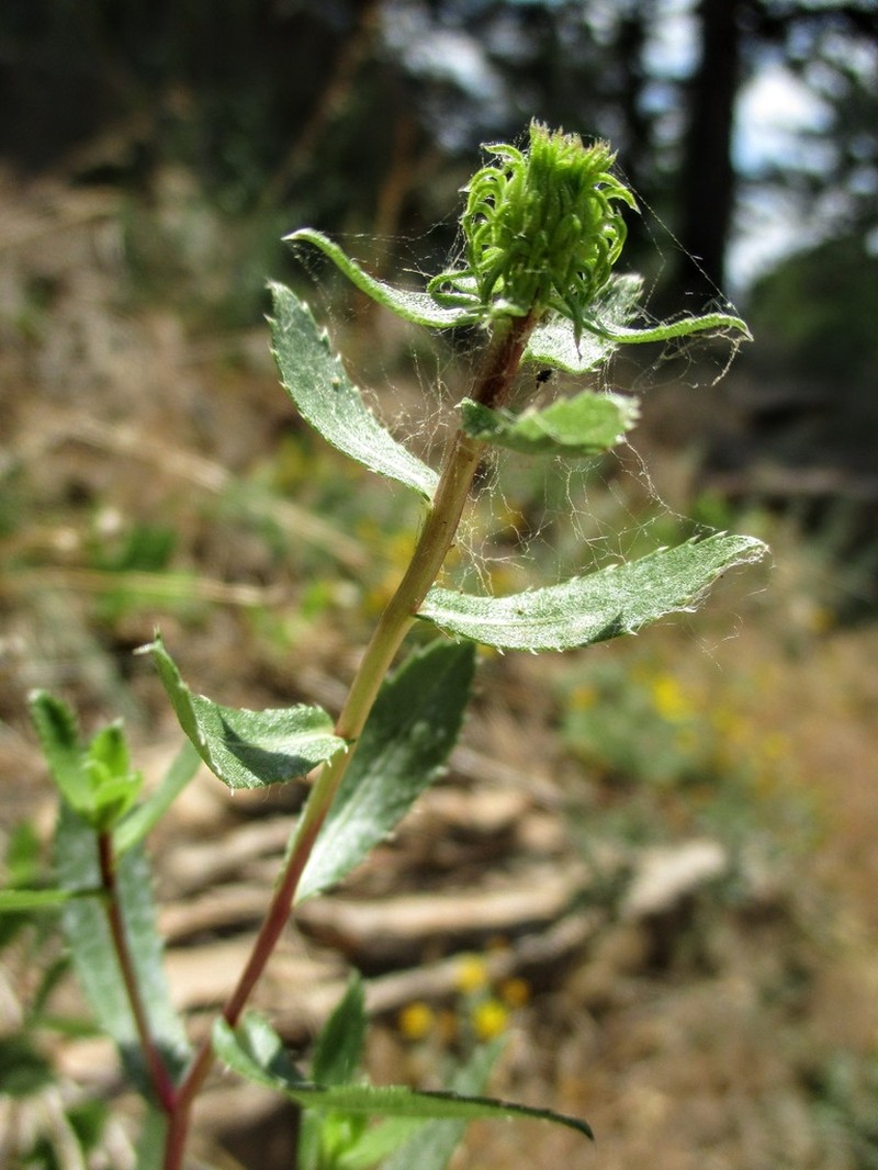 Subalpine Gumweed