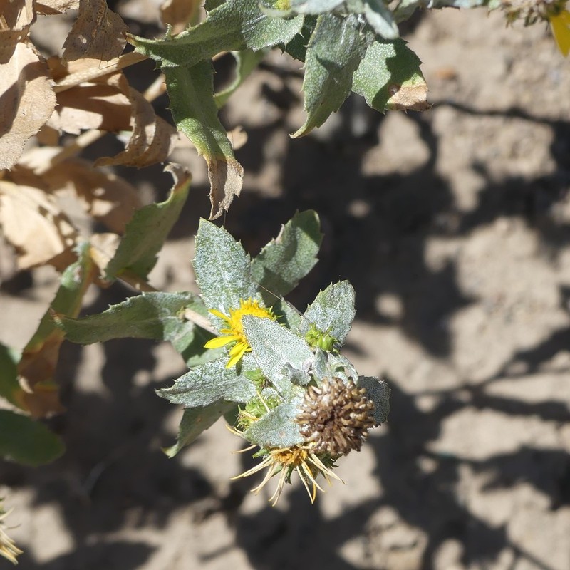 Subalpine Gumweed photo 2