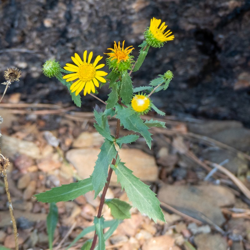Subalpine Gumweed photo 3