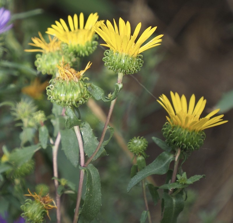 Subalpine Gumweed photo 4