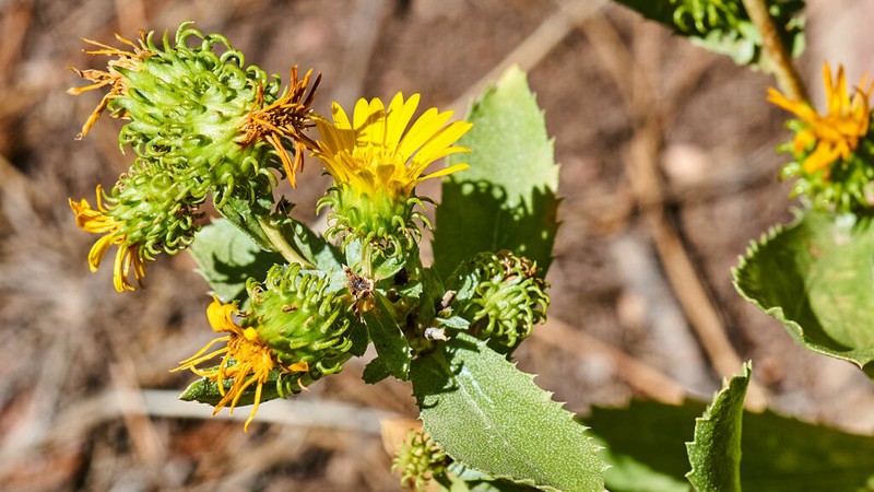 Subalpine Gumweed photo 5