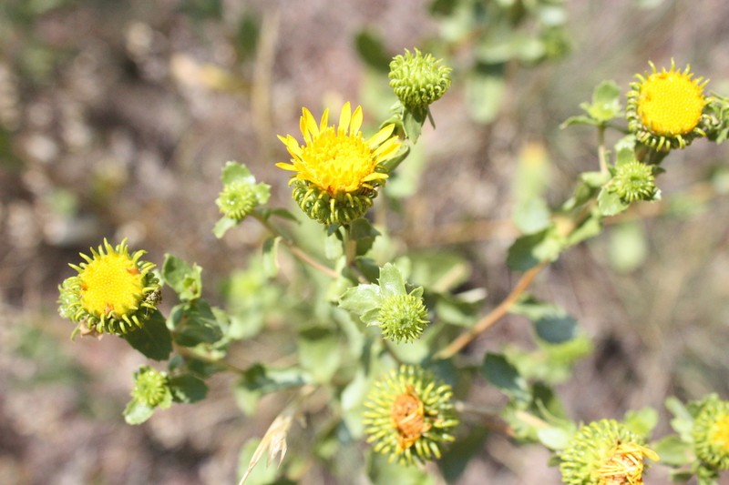 Subalpine Gumweed photo 6