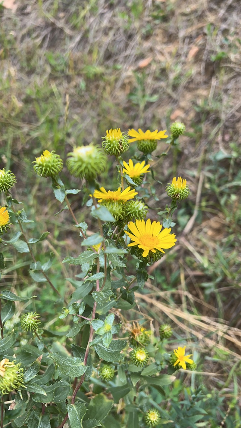 Subalpine Gumweed photo 7