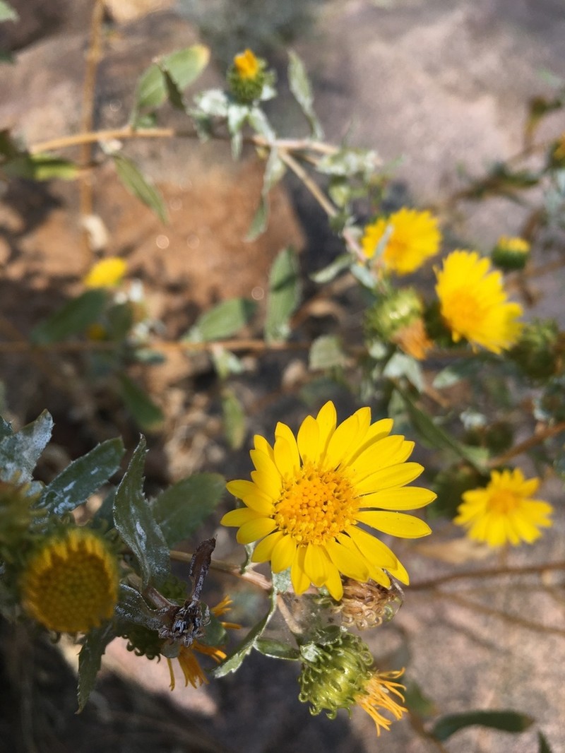 Subalpine Gumweed photo 8