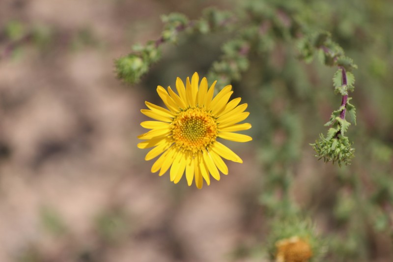 Grindelia subdecurrens
