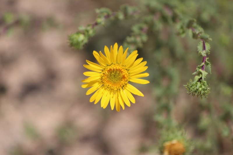 Grindelia subdecurrens photo 3
