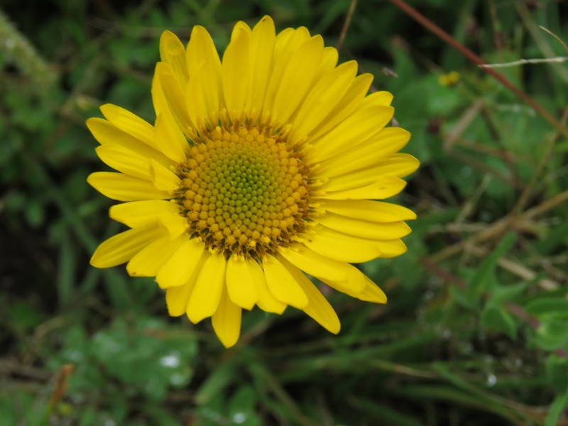 Grindelia subdecurrens photo 4