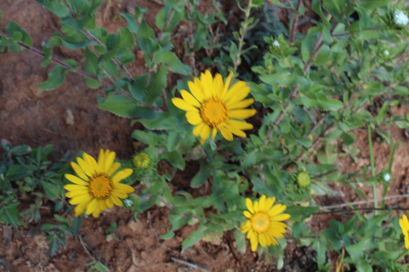 Grindelia subdecurrens photo 5