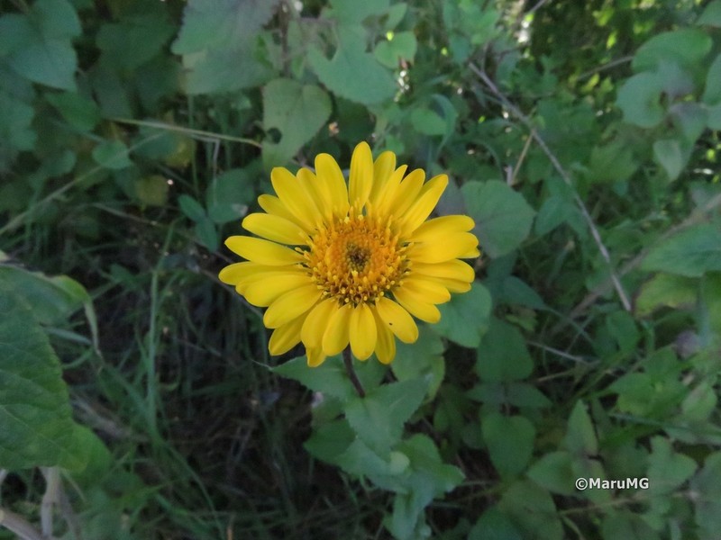 Grindelia subdecurrens photo 6
