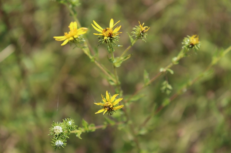 Grindelia subdecurrens photo 7