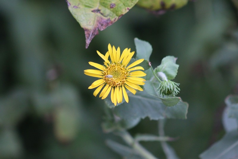 Grindelia sublanuginosa