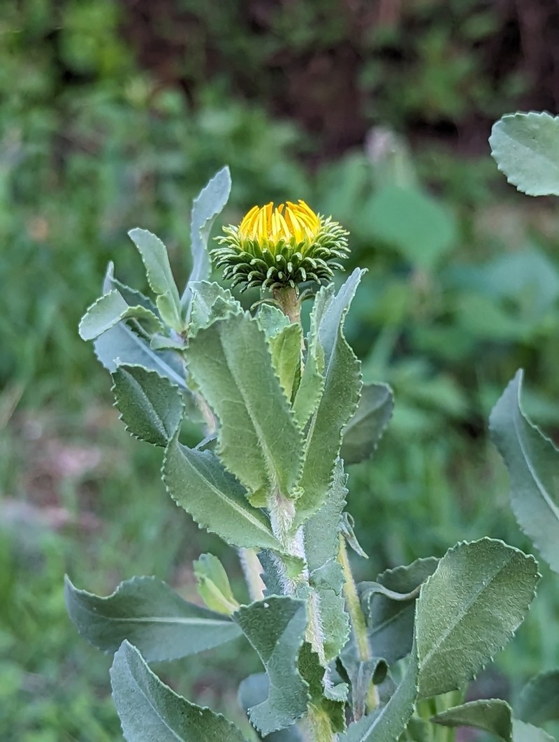 Grindelia sublanuginosa photo 2