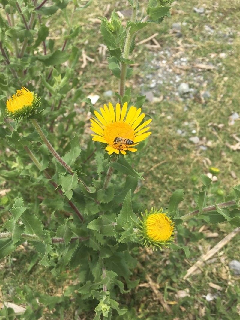 Grindelia sublanuginosa photo 3