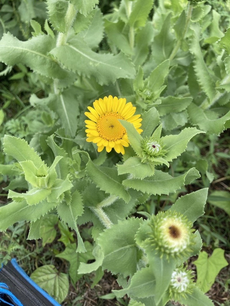 Grindelia sublanuginosa photo 4