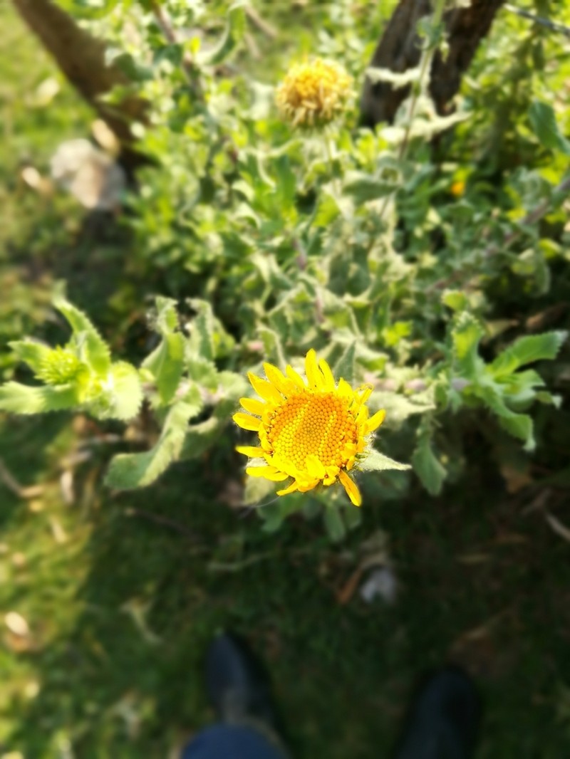 Grindelia sublanuginosa photo 5