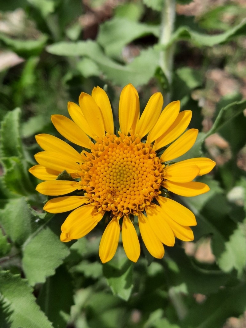 Grindelia sublanuginosa photo 6