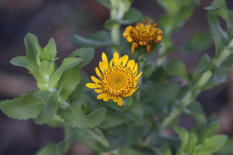 Grindelia sublanuginosa photo 7