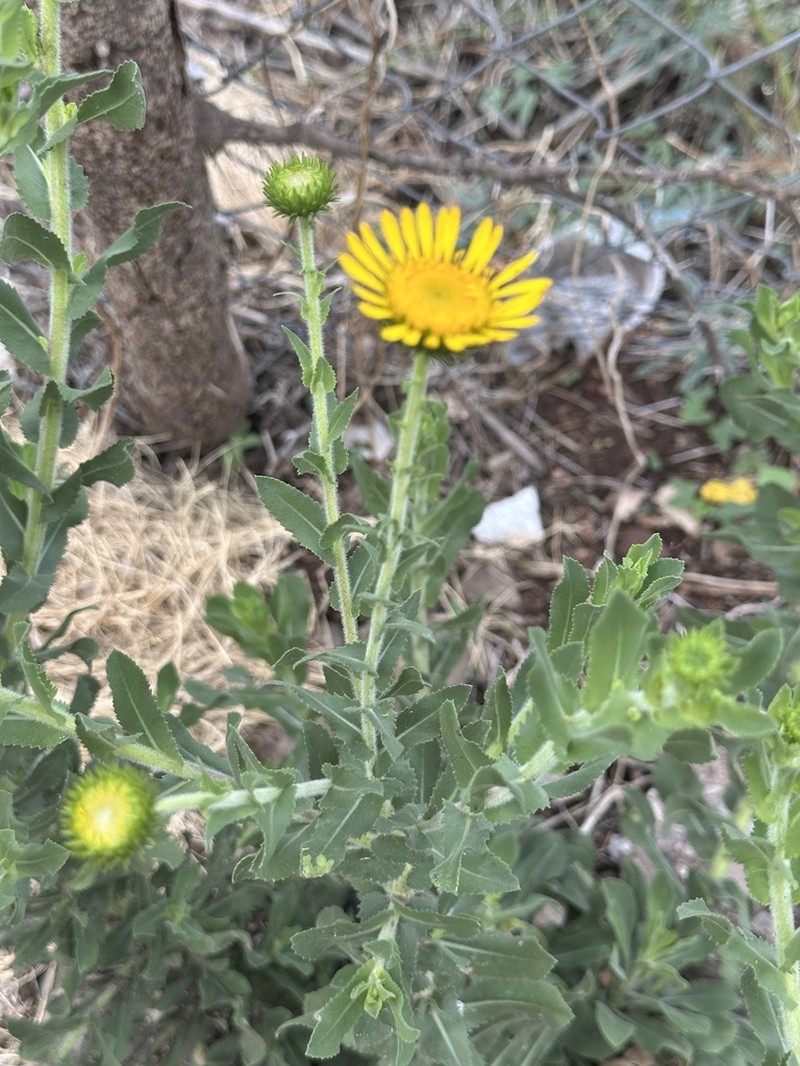 Grindelia sublanuginosa photo 8