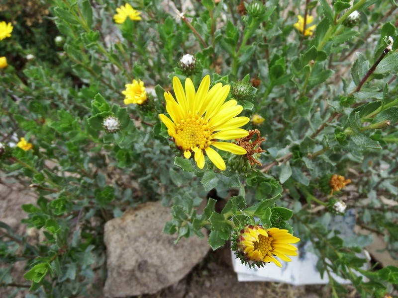 Grindelia tarapacana