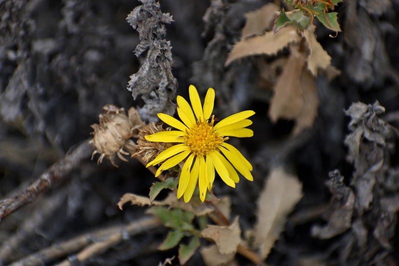 Grindelia tarapacana photo 2