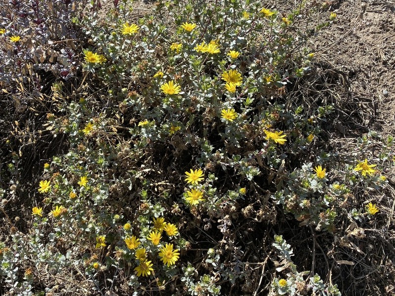 Grindelia tarapacana photo 3