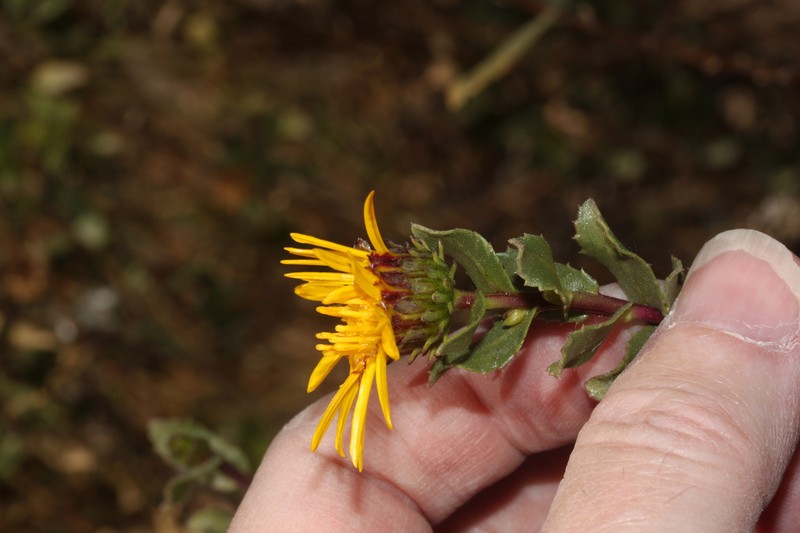 Grindelia tarapacana photo 4