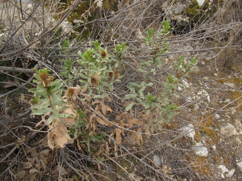 Grindelia tarapacana photo 5