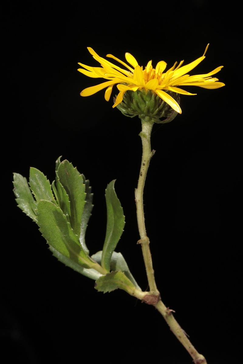 Grindelia tarapacana photo 6
