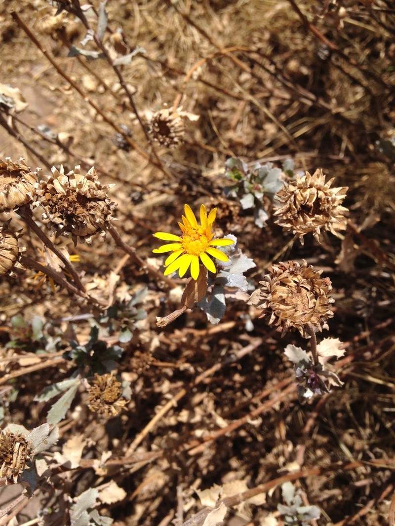 Grindelia tarapacana photo 7