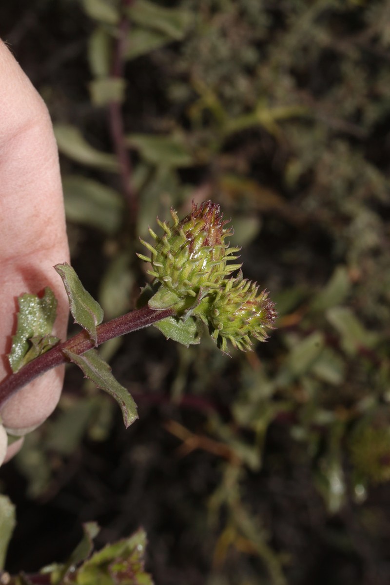 Grindelia tarapacana photo 8