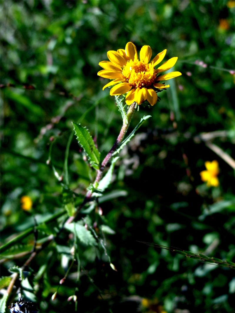 Grindelia tenella