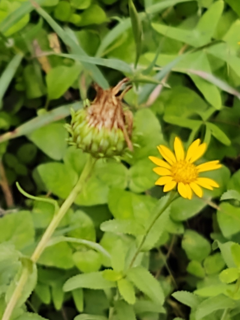 Grindelia tenella photo 2
