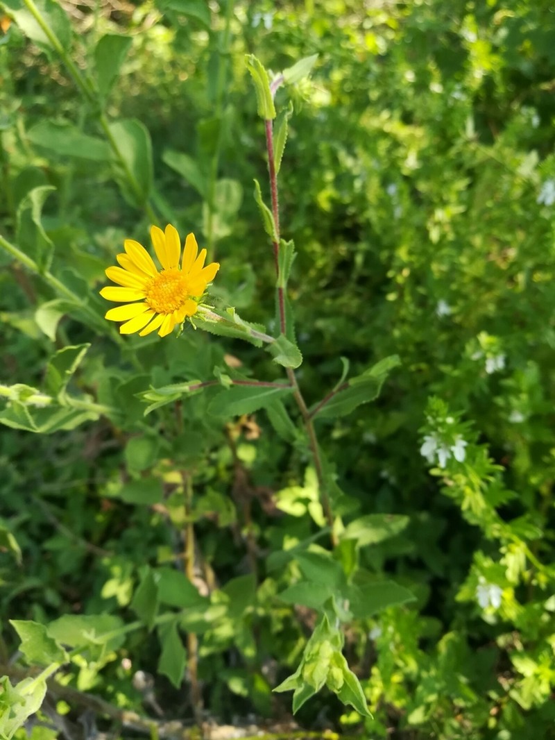 Grindelia tenella photo 3