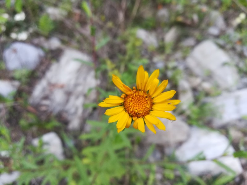 Grindelia tenella photo 6