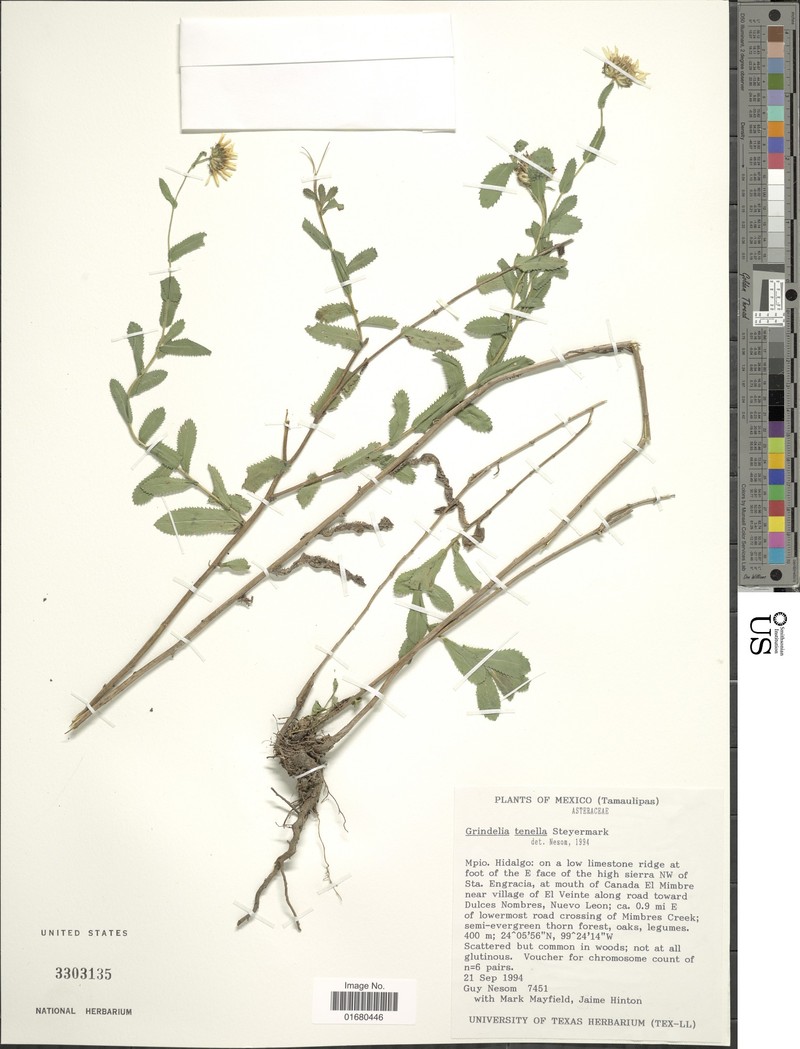 Grindelia tenella photo 7