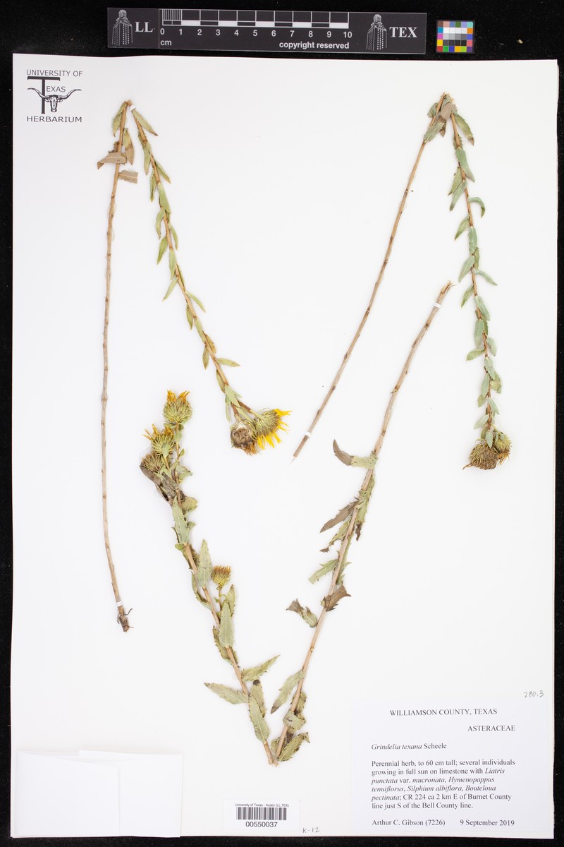 Grindelia texana photo 5