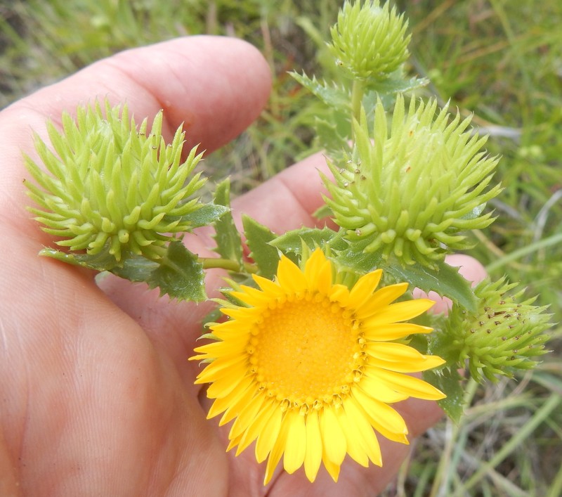 Grindelia texana