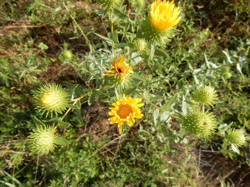 Grindelia texana photo 2