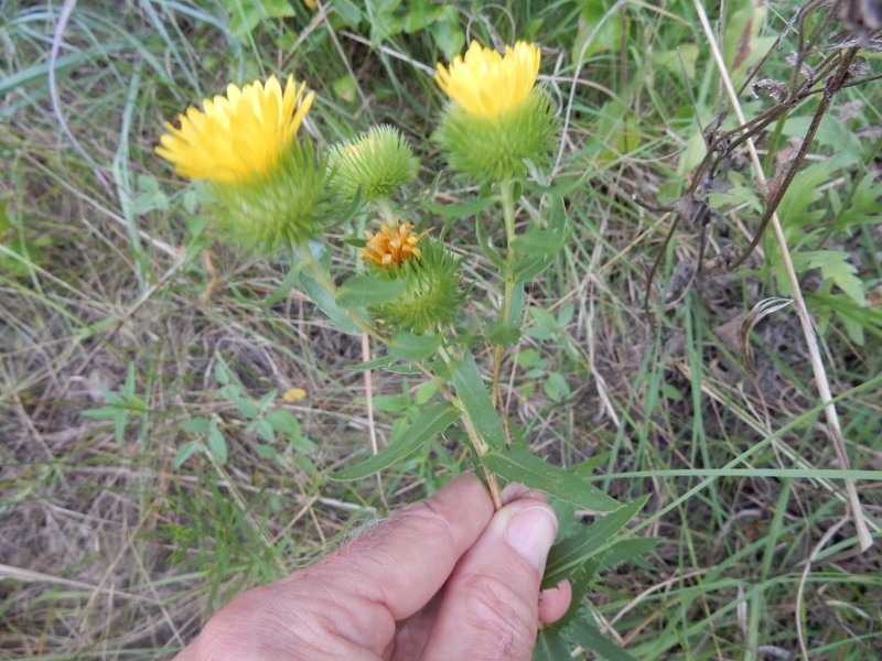 Grindelia texana photo 3