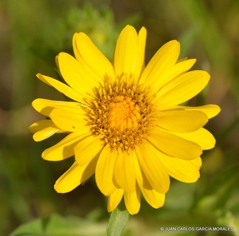 Grindelia tricuspis